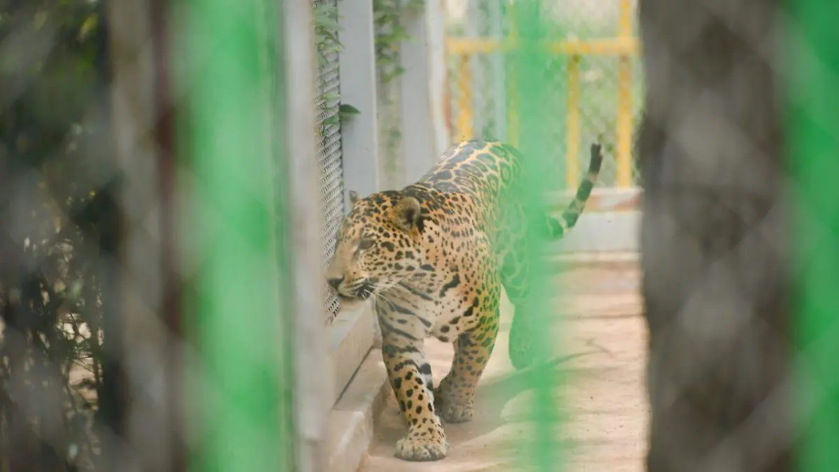 Jaguar animales de zoológico (2)